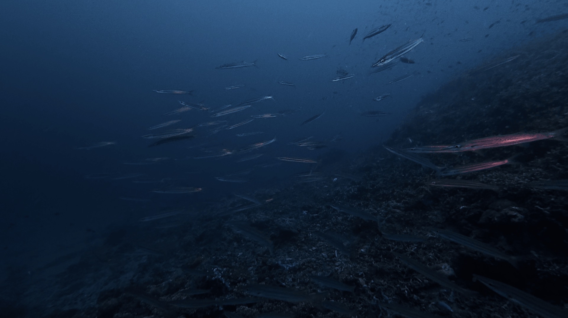 A school of long silver fish along the reef at District One, Dauin, Philippines