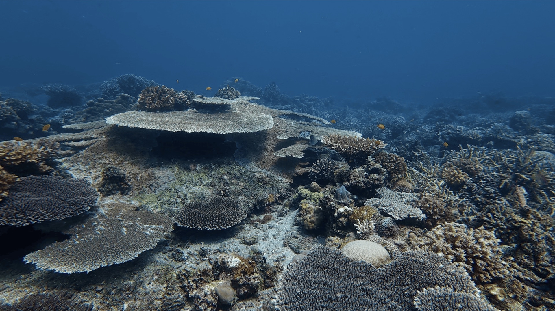 Table corals on the reef at Malatapay, Zamboanguita, Philippines