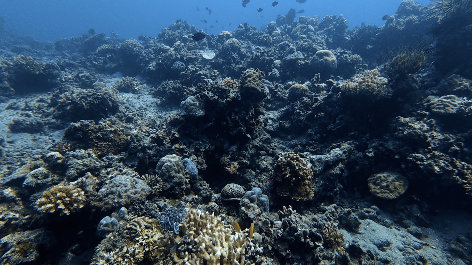 Hard coral reef with fish above at Malatapay, Zamboanguita, Philippines