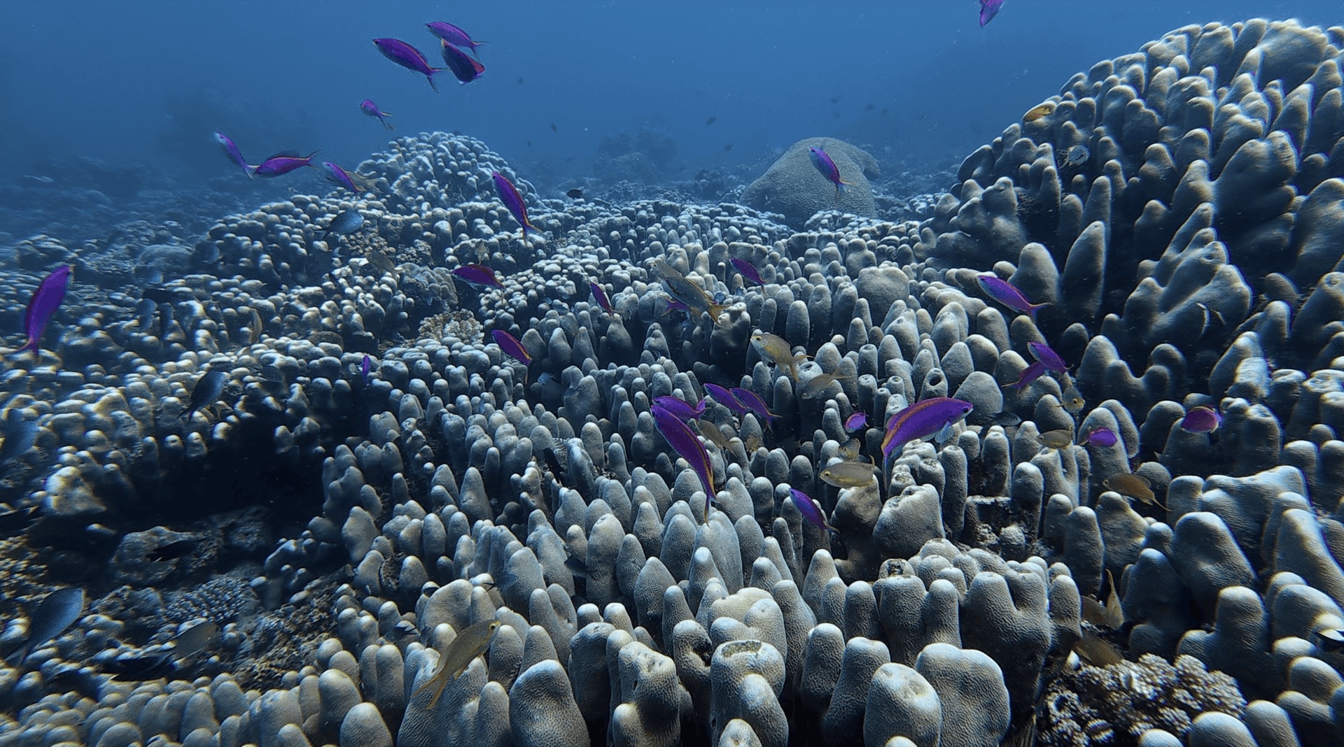 Purple fish over finger coral at Malatapay, Zamboanguita, Philippines