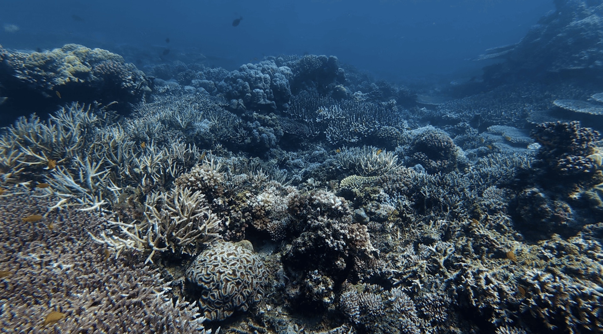 Branching and hard corals across the reef at Malatapay, Zamboanguita, Philippines