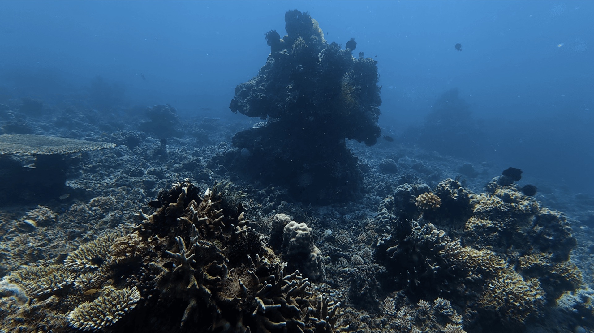 A tall coral formation rising from the reef at Malatapay, Zamboanguita, Philippines