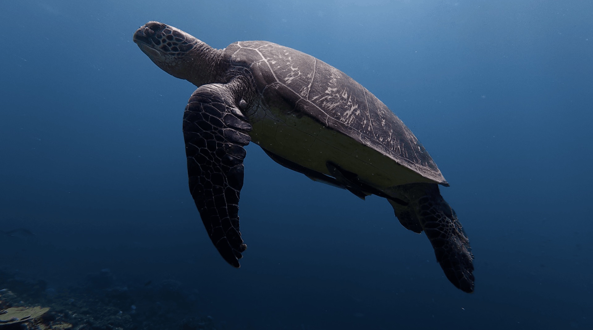 A sea turtle swimming in open water at Malatapay, Zamboanguita, Philippines