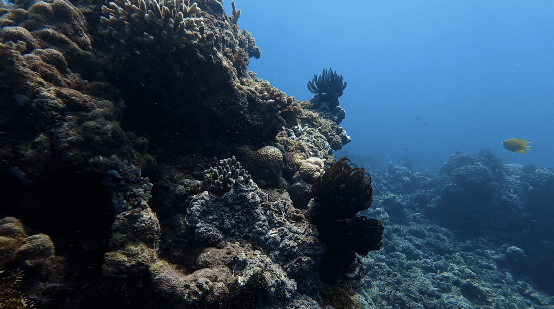 Coral and feather stars on the edge of the reef at Malatapay, Zamboanguita, Philippines