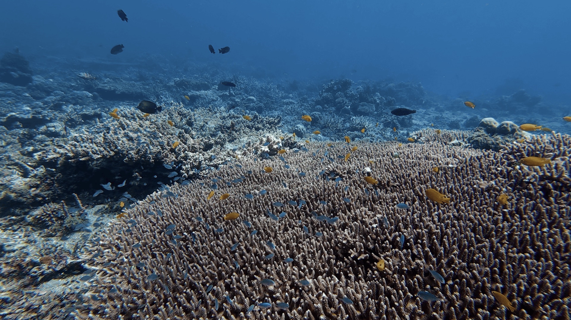 Small fish over a large branching coral at Malatapay, Zamboanguita, Philippines