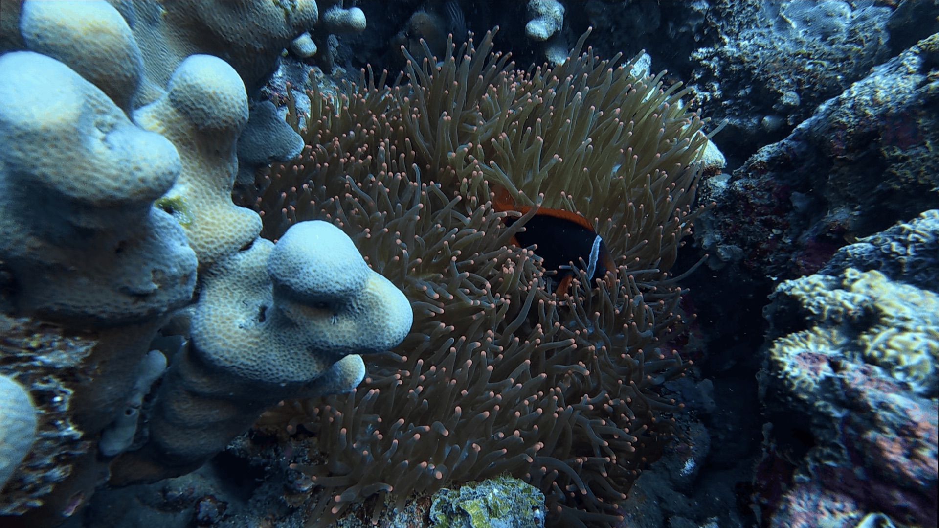 Clownfish in an anemone beside coral at Malatapay, Zamboanguita, Philippines