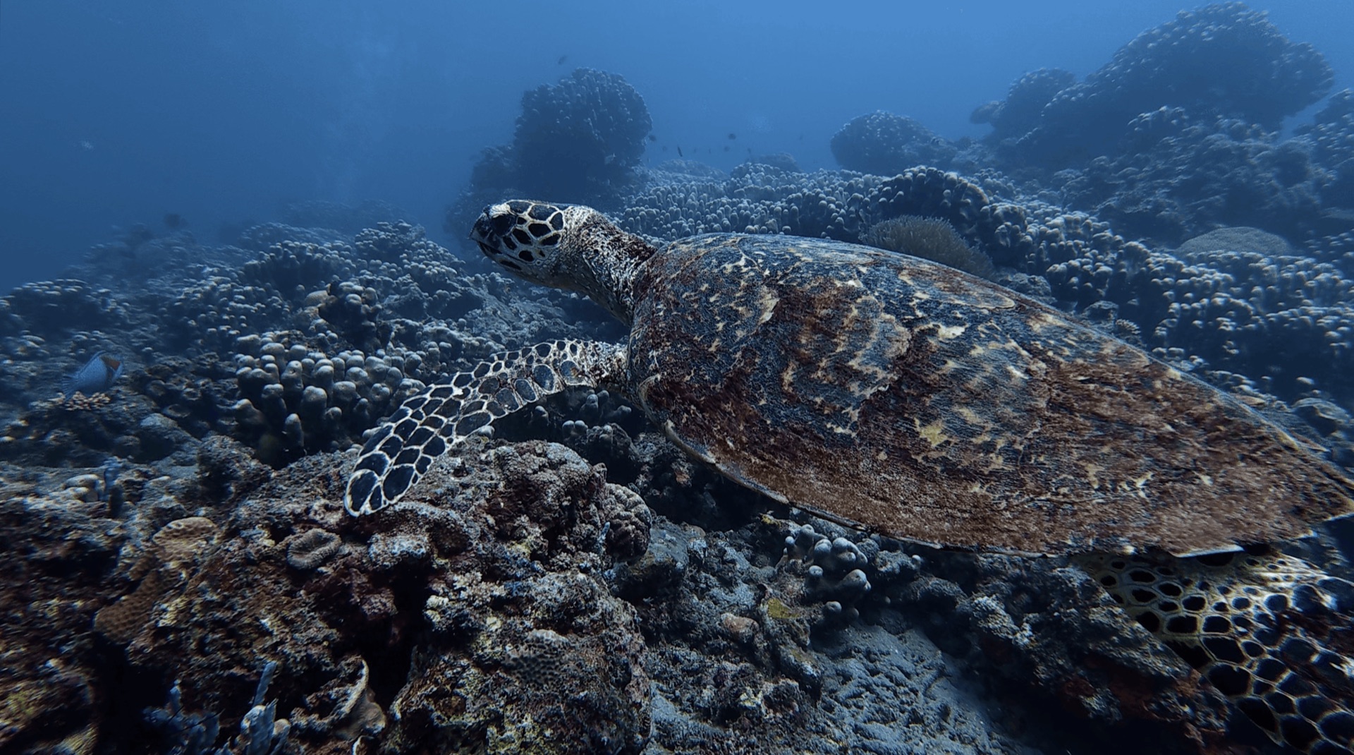 A sea turtle on the reef at Malatapay, Zamboanguita, Philippines