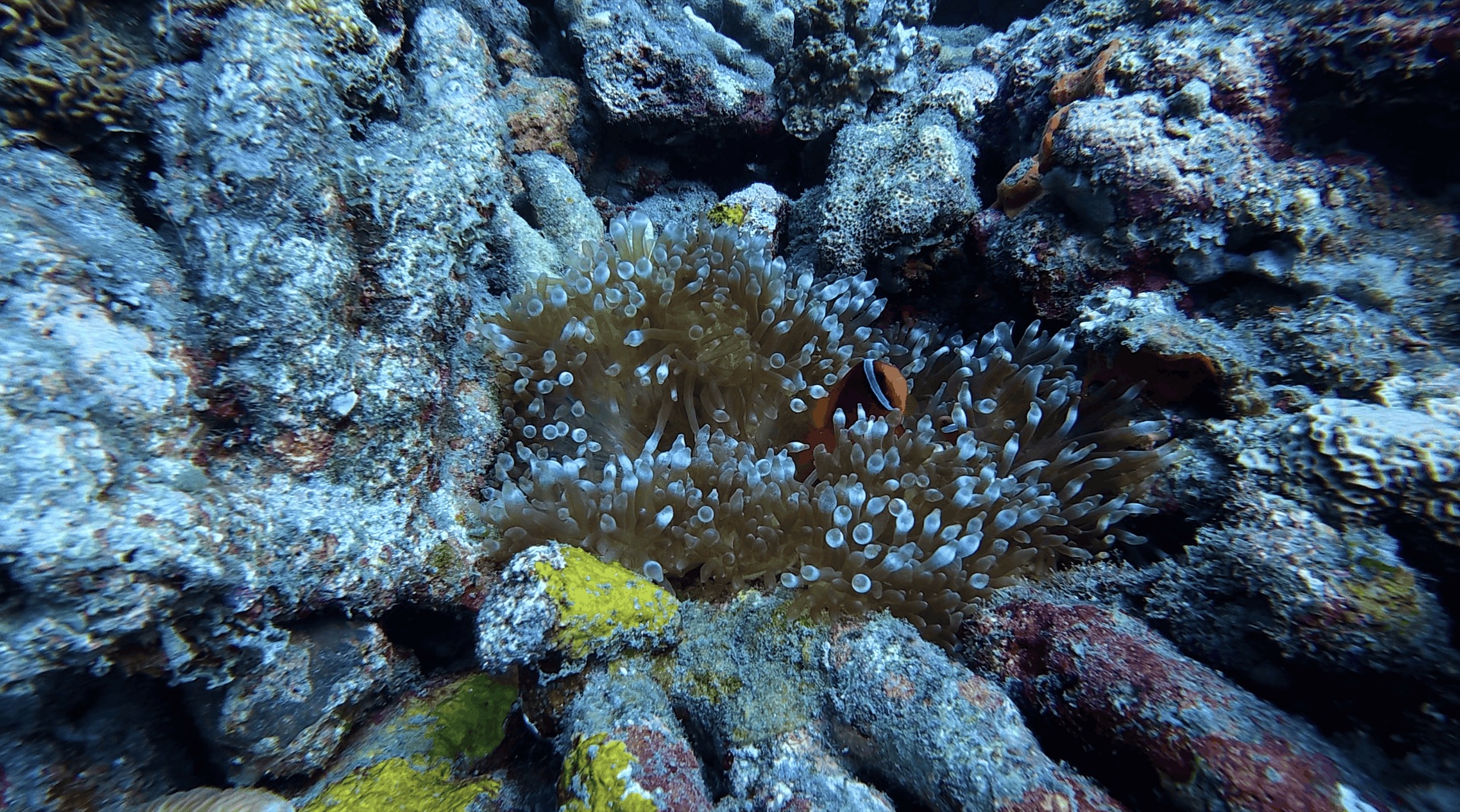 Clownfish in an anemone at Malatapay, Zamboanguita, Philippines
