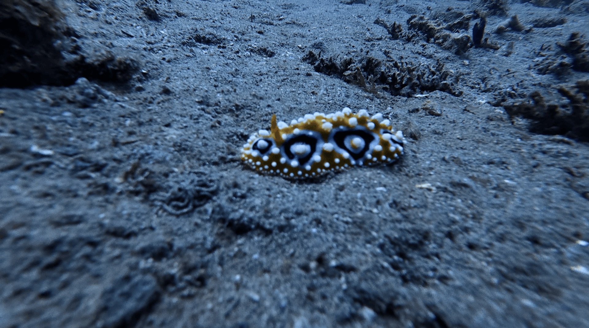 A nudibranch on the sand at Malatapay, Zamboanguita, Philippines