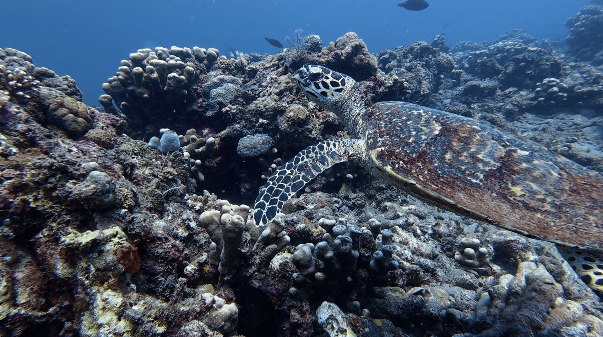 A sea turtle resting on the coral at Malatapay, Zamboanguita, Philippines