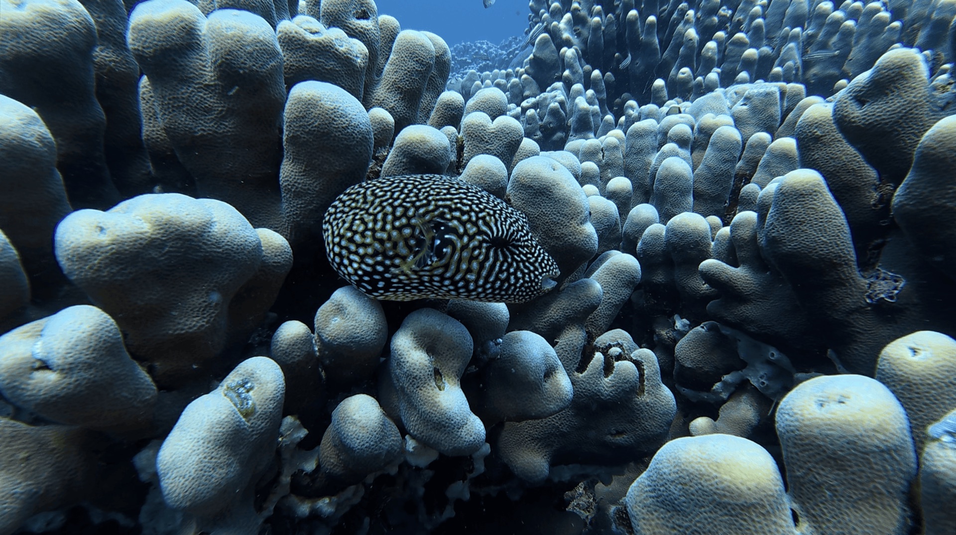 A spotted pufferfish among finger coral at Malatapay, Zamboanguita, Philippines