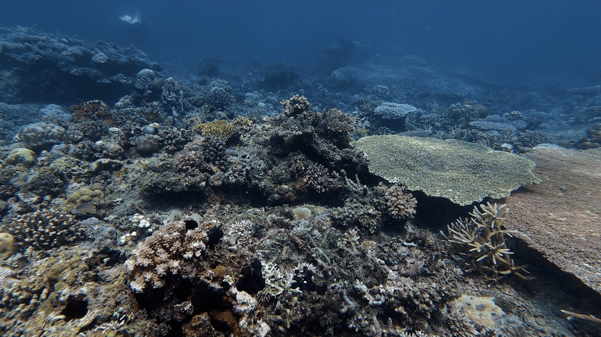 A large plate coral among other corals at Malatapay, Zamboanguita, Philippines