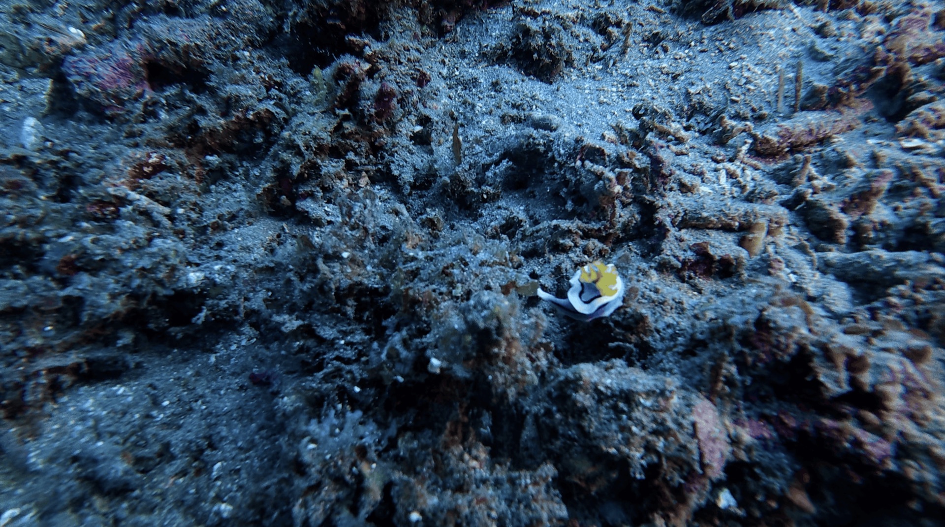 A small white and yellow critter on the bottom at Malatapay, Zamboanguita, Philippines