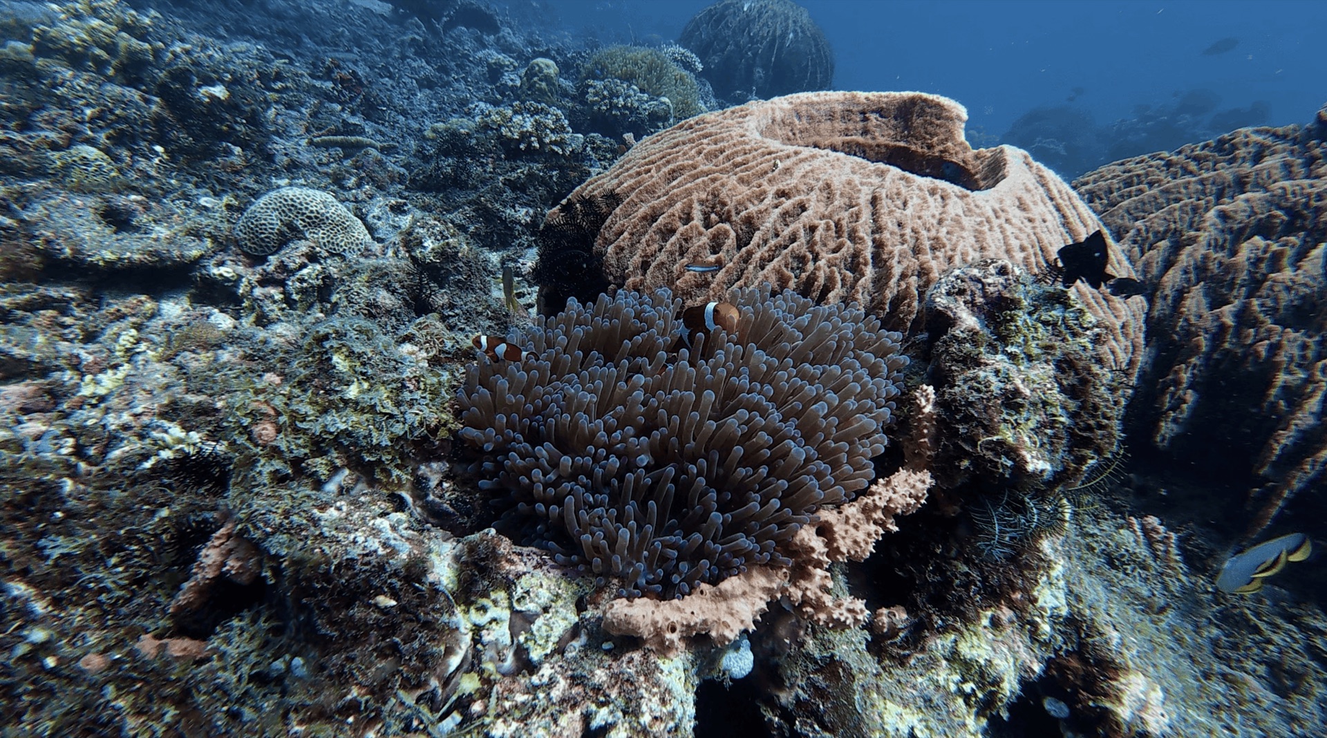 Clownfish in an anemone beside a large sponge at Malatapay, Zamboanguita, Philippines