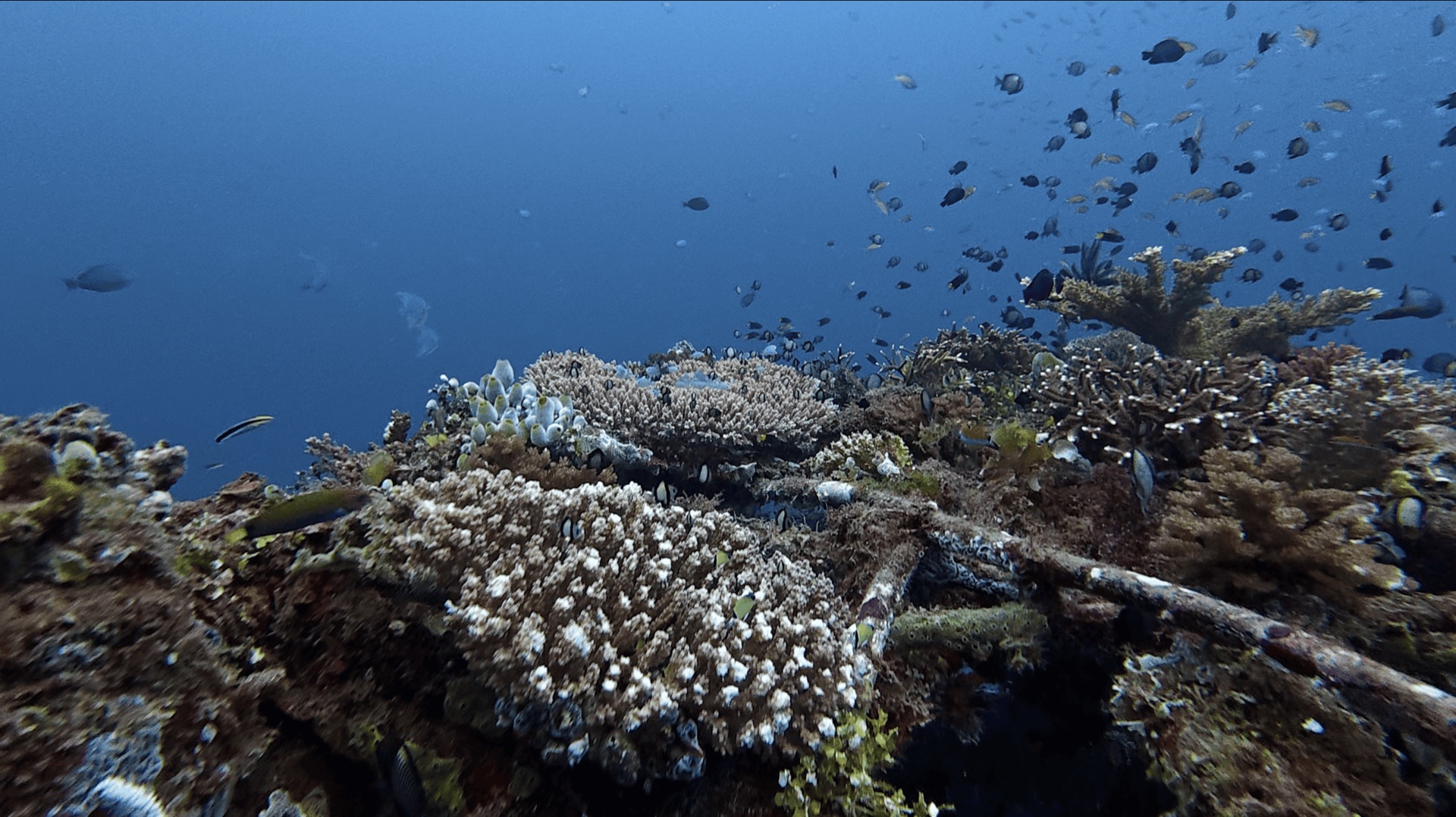 Coral growing over a structure with reef fish in the blue at Thalatta, Zamboanguita, Philippines
