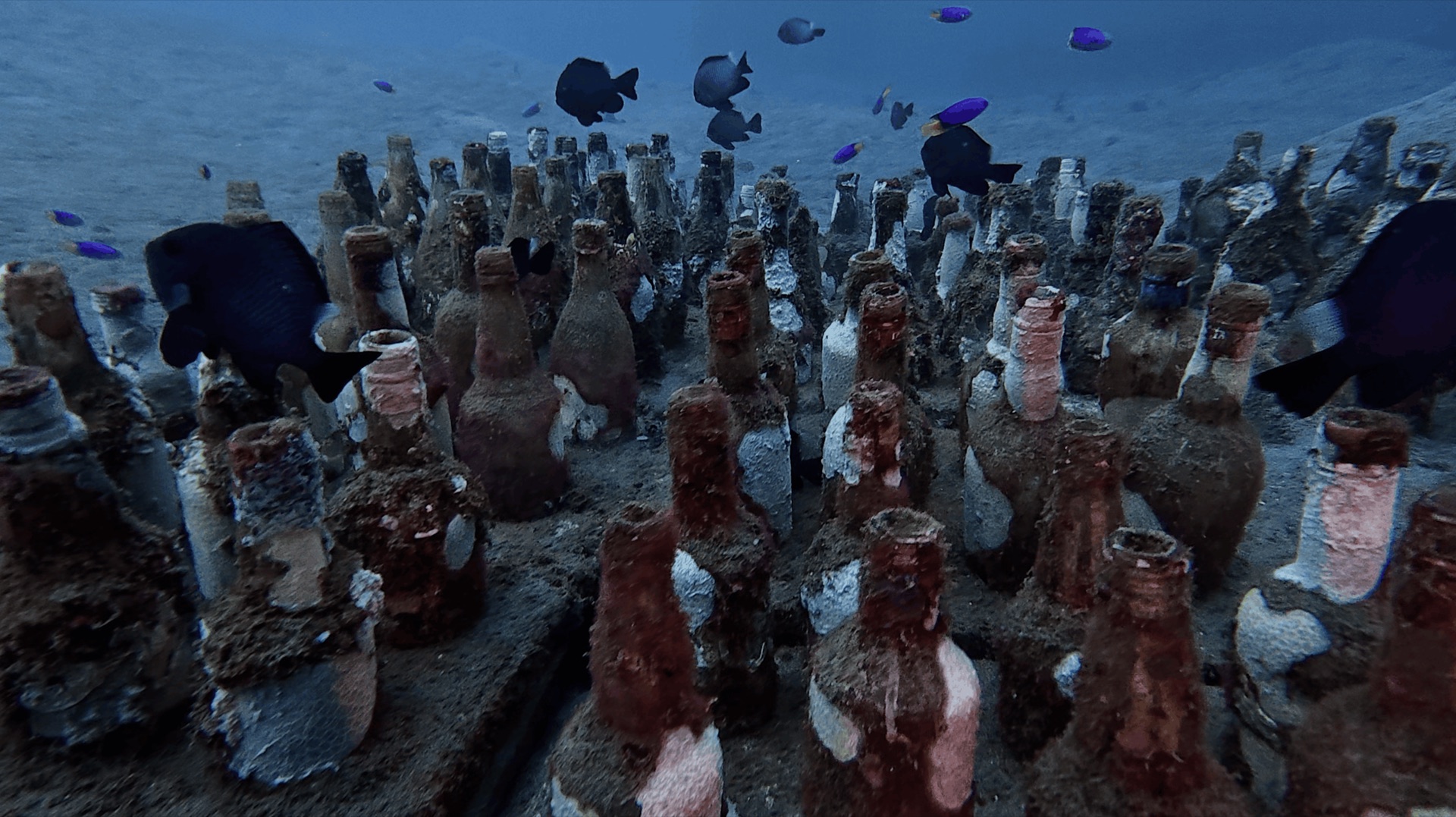 Rows of coral-covered bottles set in concrete at Thalatta, Zamboanguita, Philippines