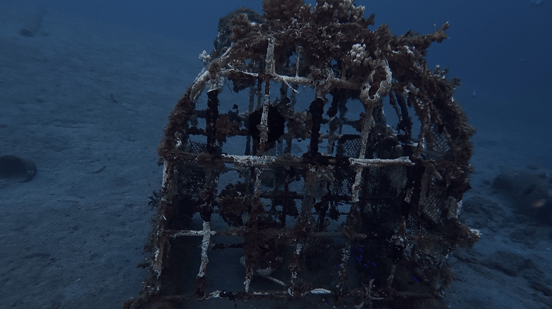 A metal cage frame covered in growth on the sand at Thalatta, Zamboanguita, Philippines
