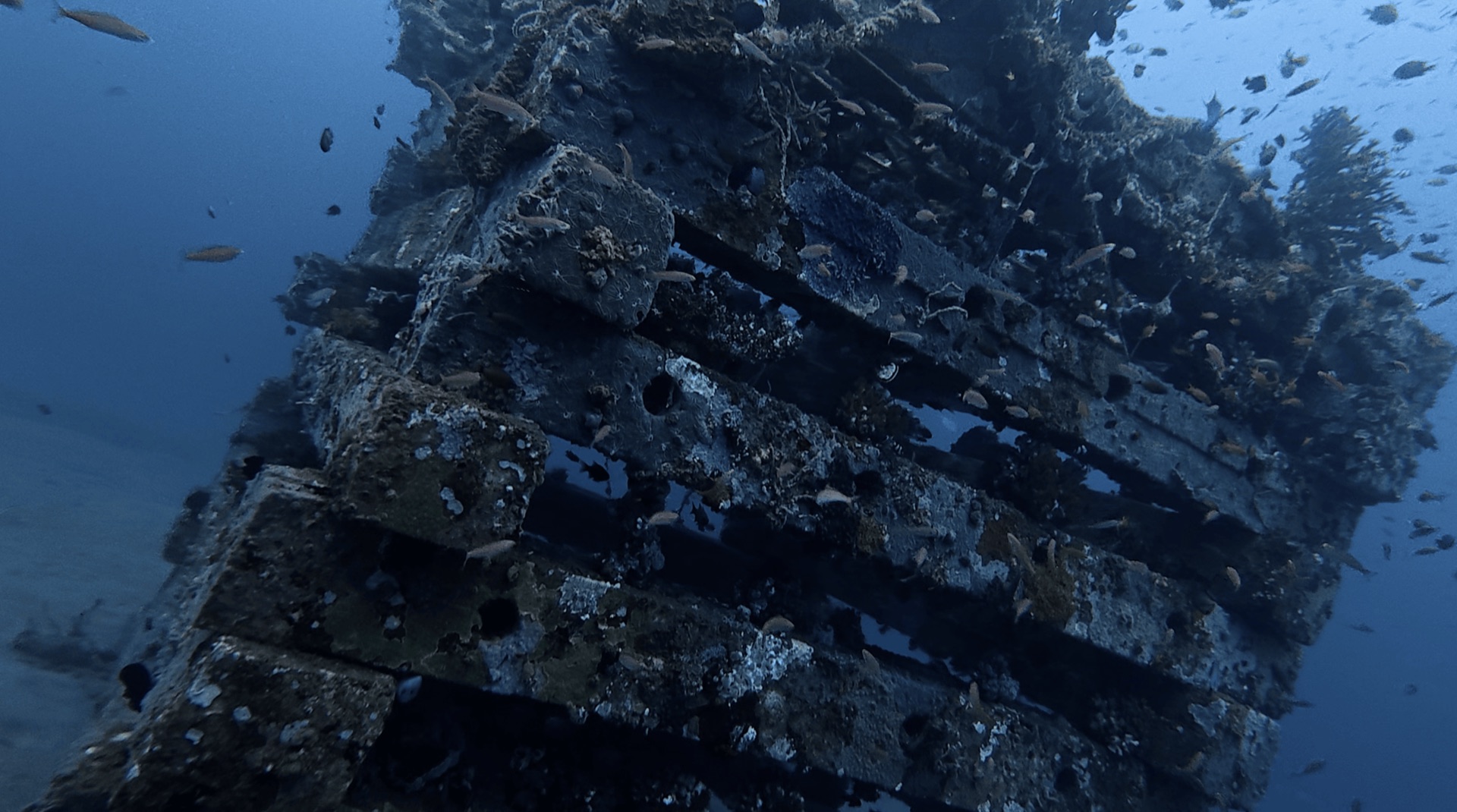 Stacked concrete blocks covered in growth with fish around them at Thalatta, Zamboanguita, Philippines