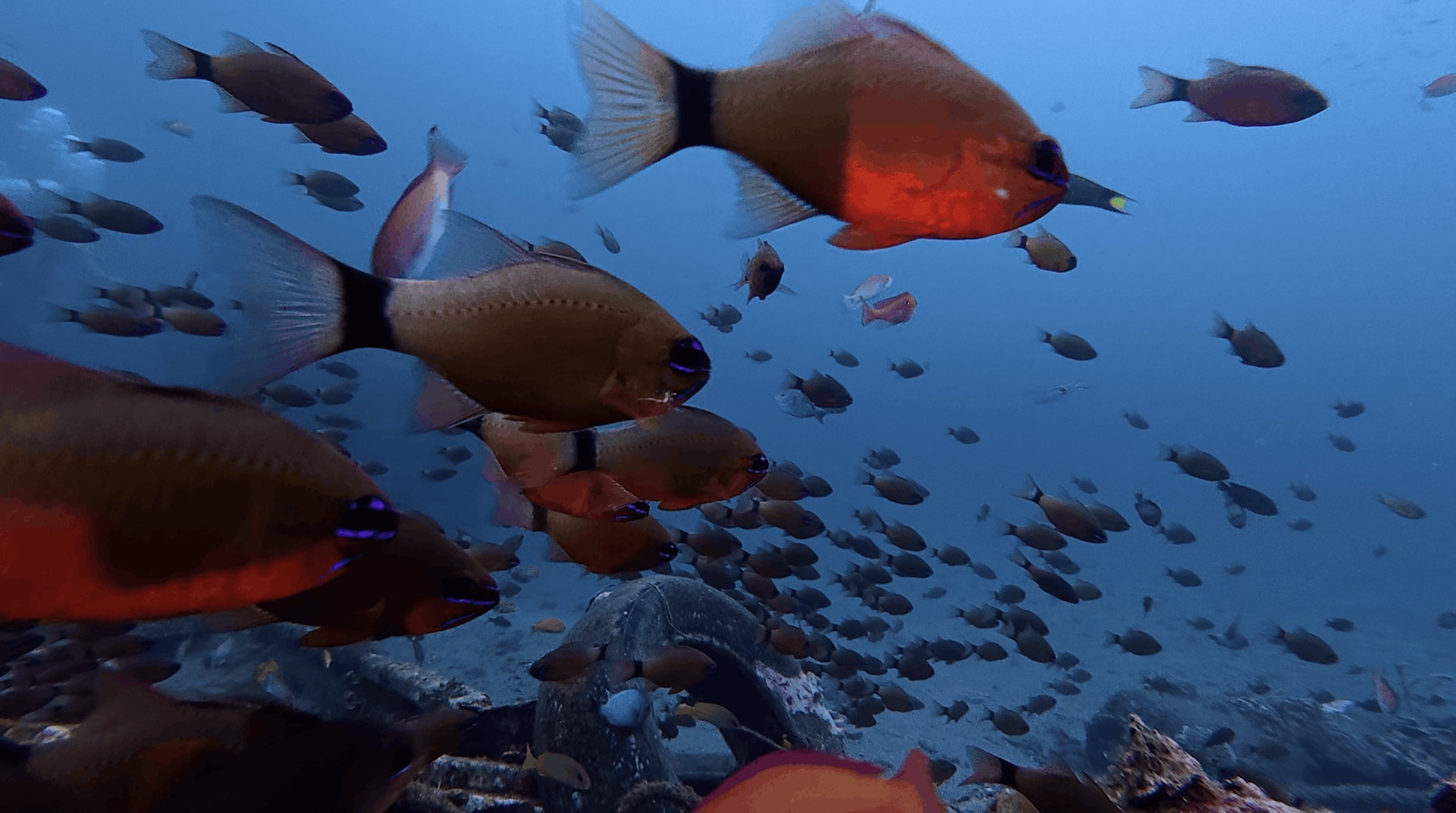 A school of red and brown fish beside a tire at Thalatta, Zamboanguita, Philippines