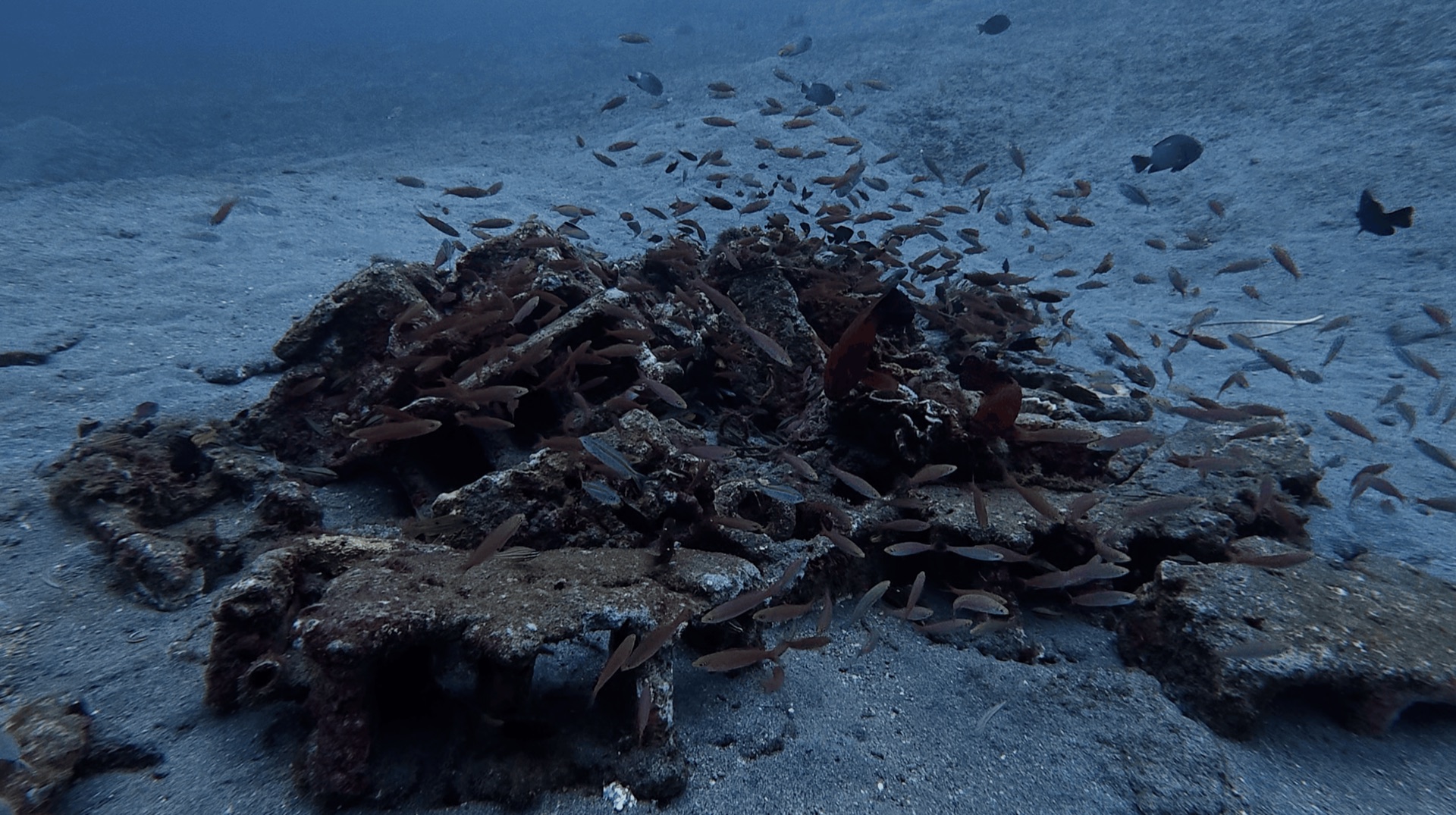 Concrete blocks on the sand with a school of small fish at Thalatta, Zamboanguita, Philippines