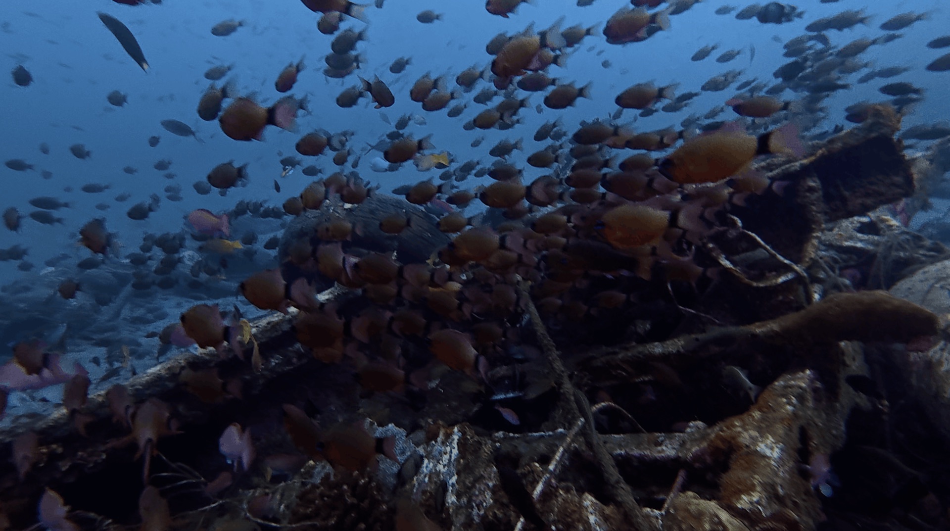 A school of fish over a structure at Thalatta, Zamboanguita, Philippines