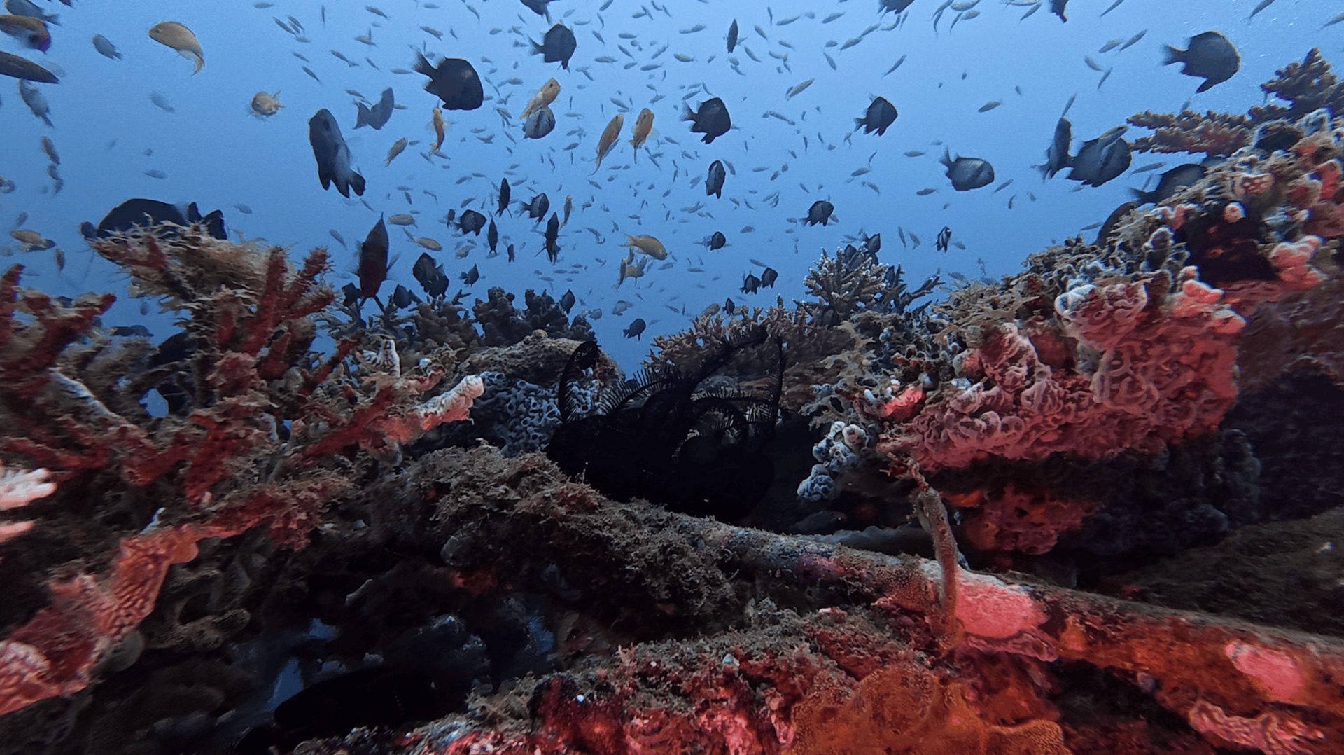 Red and orange growth on a structure with reef fish overhead at Thalatta, Zamboanguita, Philippines