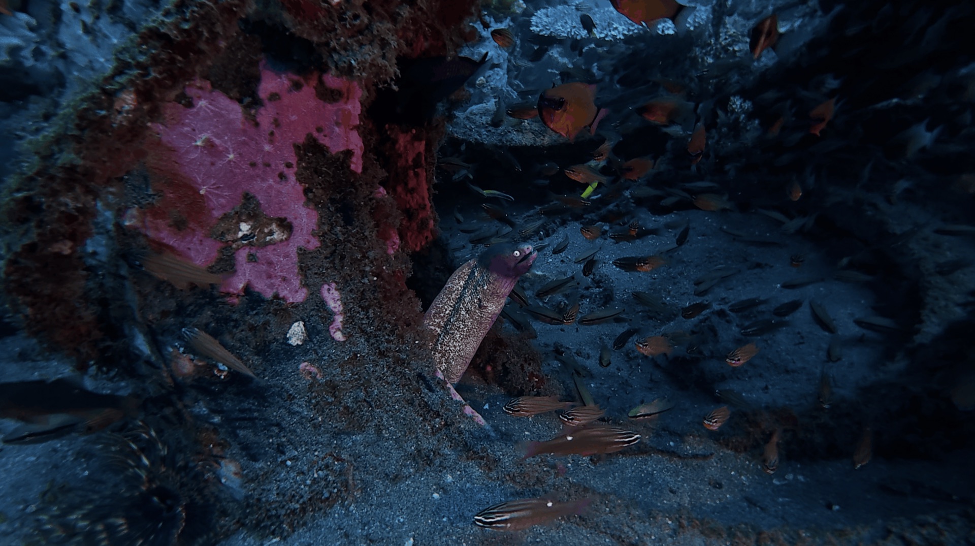 A moray eel among small fish at Thalatta, Zamboanguita, Philippines