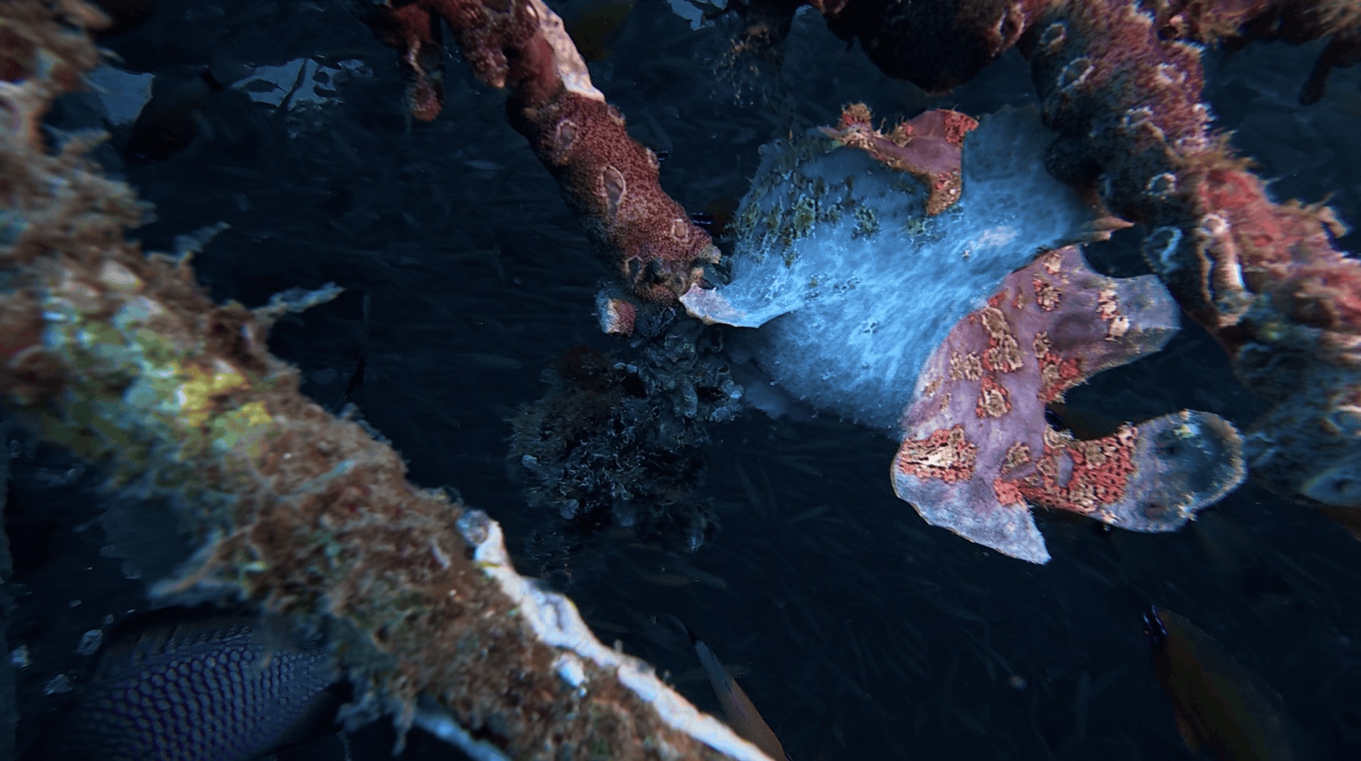 A frogfish clinging to a metal frame at Thalatta, Zamboanguita, Philippines