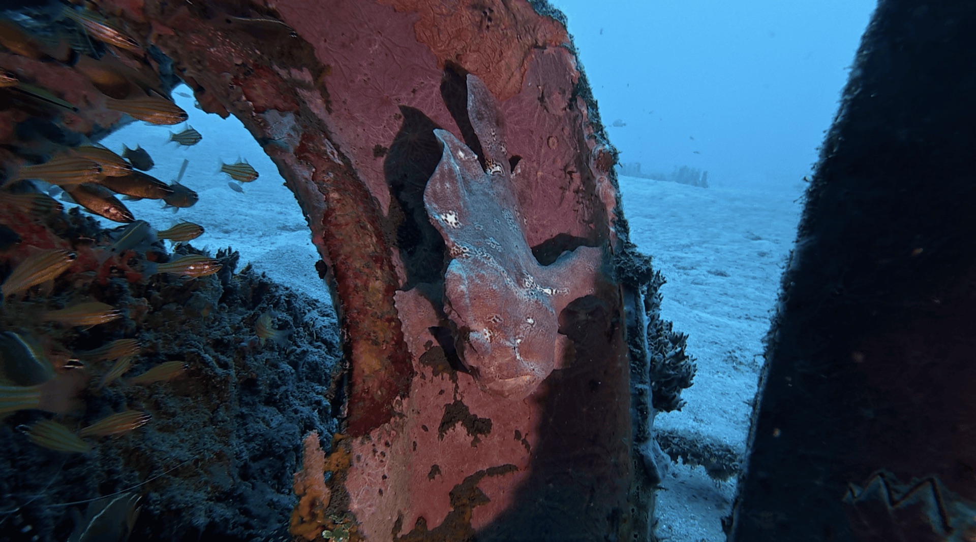 A big camouflaged frogfish resting against a structure at Thalatta, Zamboanguita, Philippines