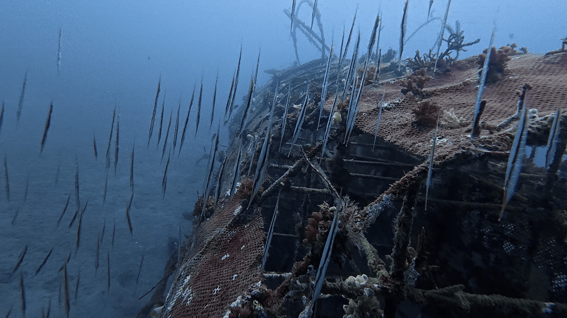 Razorfish hanging head-down beside a net-covered structure at Thalatta, Zamboanguita, Philippines
