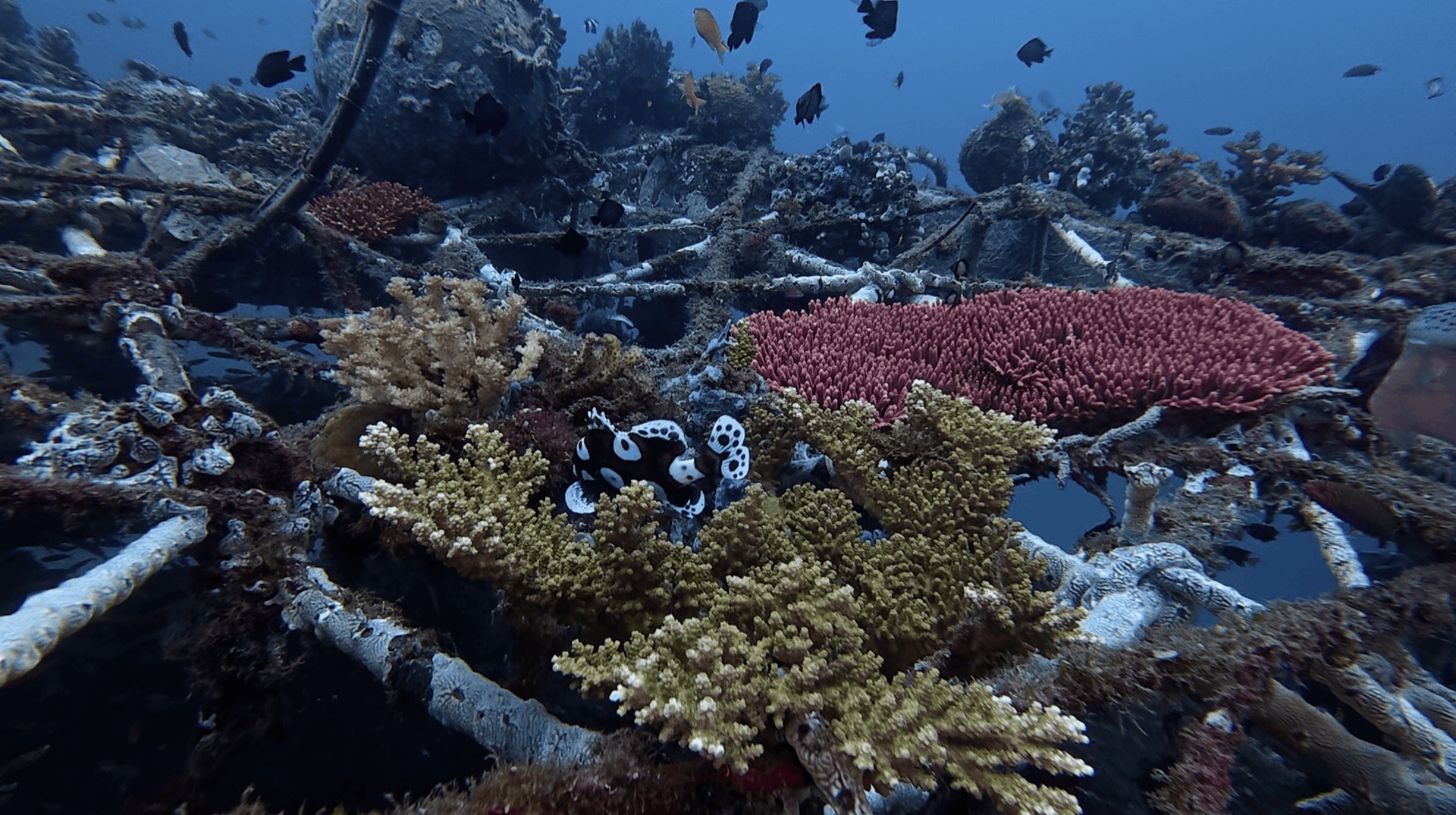 A juvenile sweetlips in the coral at Thalatta, Zamboanguita, Philippines