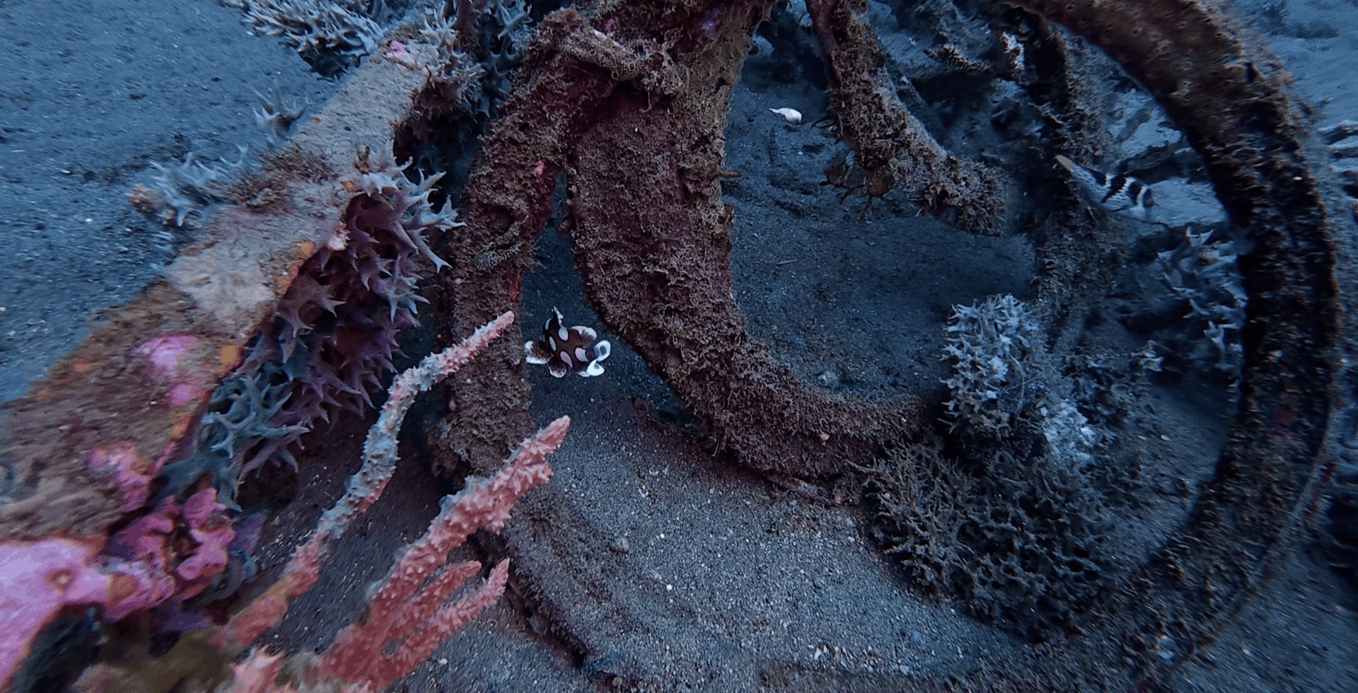 A baby sweetlips by a metal ring at Thalatta, Zamboanguita, Philippines