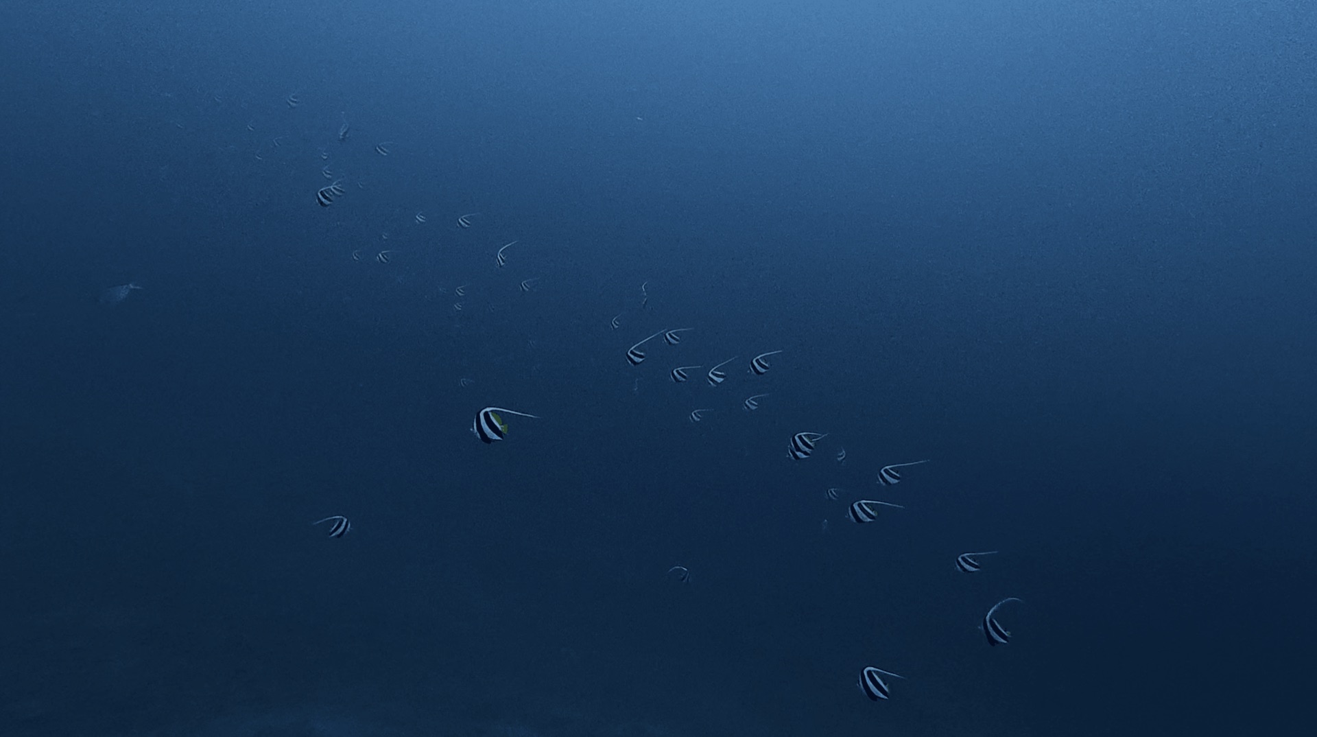 A big school of bannerfish in the blue at Thalatta, Zamboanguita, Philippines