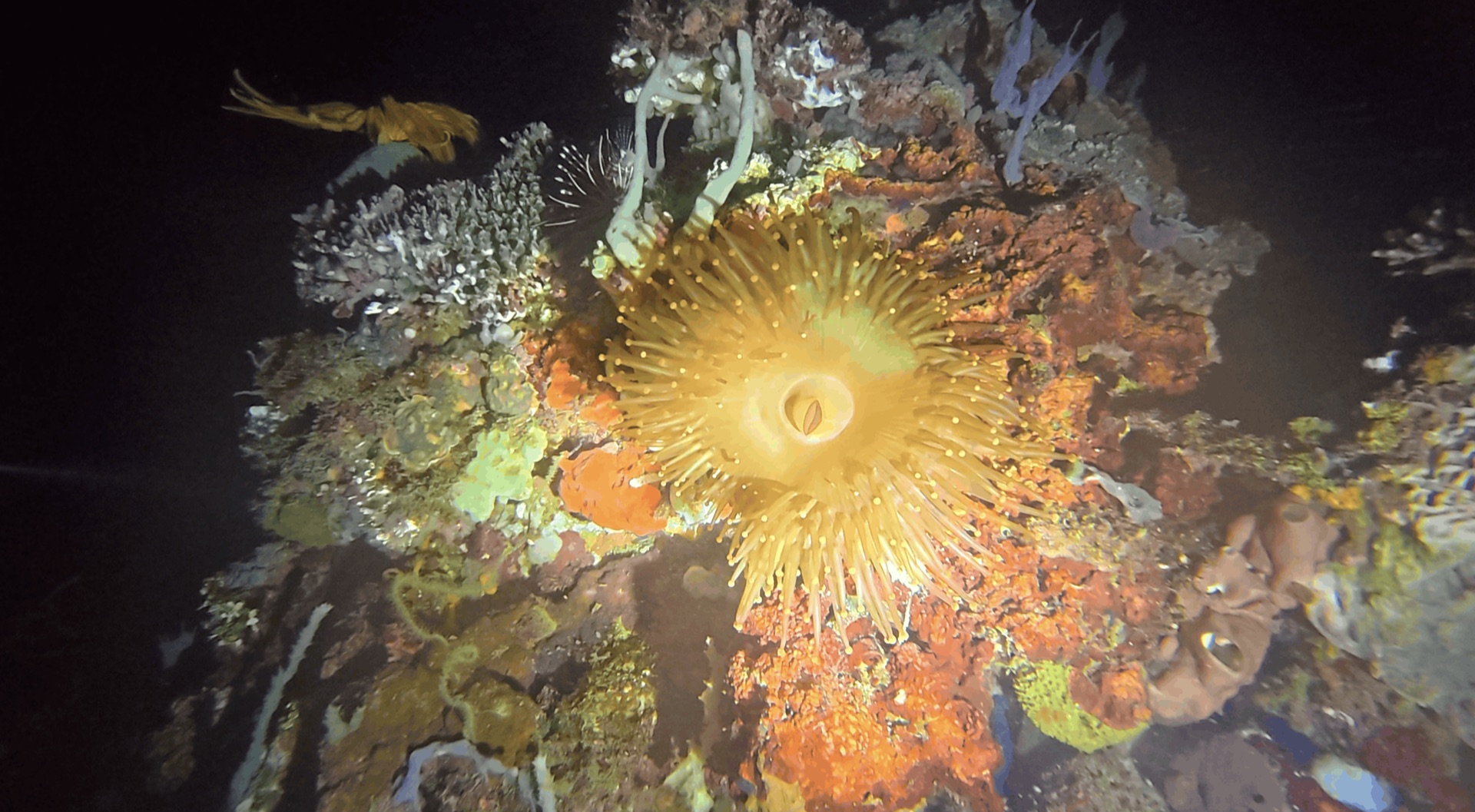 An anemone among sponges and coral on the reef at night at Critter Republic House Reef, Dauin, Philippines