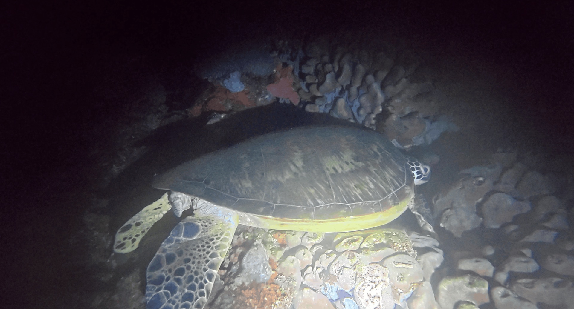 A second huge sea turtle resting on the reef at night at Critter Republic House Reef, Dauin, Philippines