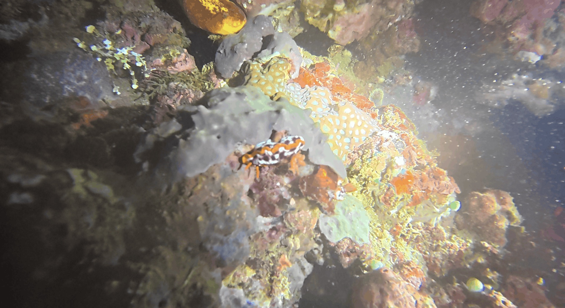 A nudibranch on the reef at night at Critter Republic House Reef, Dauin, Philippines