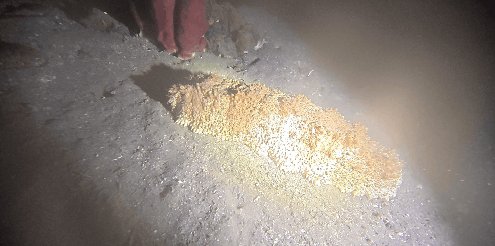 A huge orange sea cucumber on the sand at night at Critter Republic House Reef, Dauin, Philippines