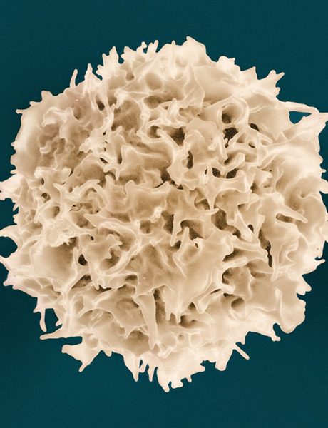 Cell rendering