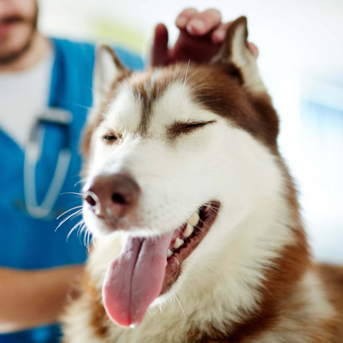 Pas kod veterinara