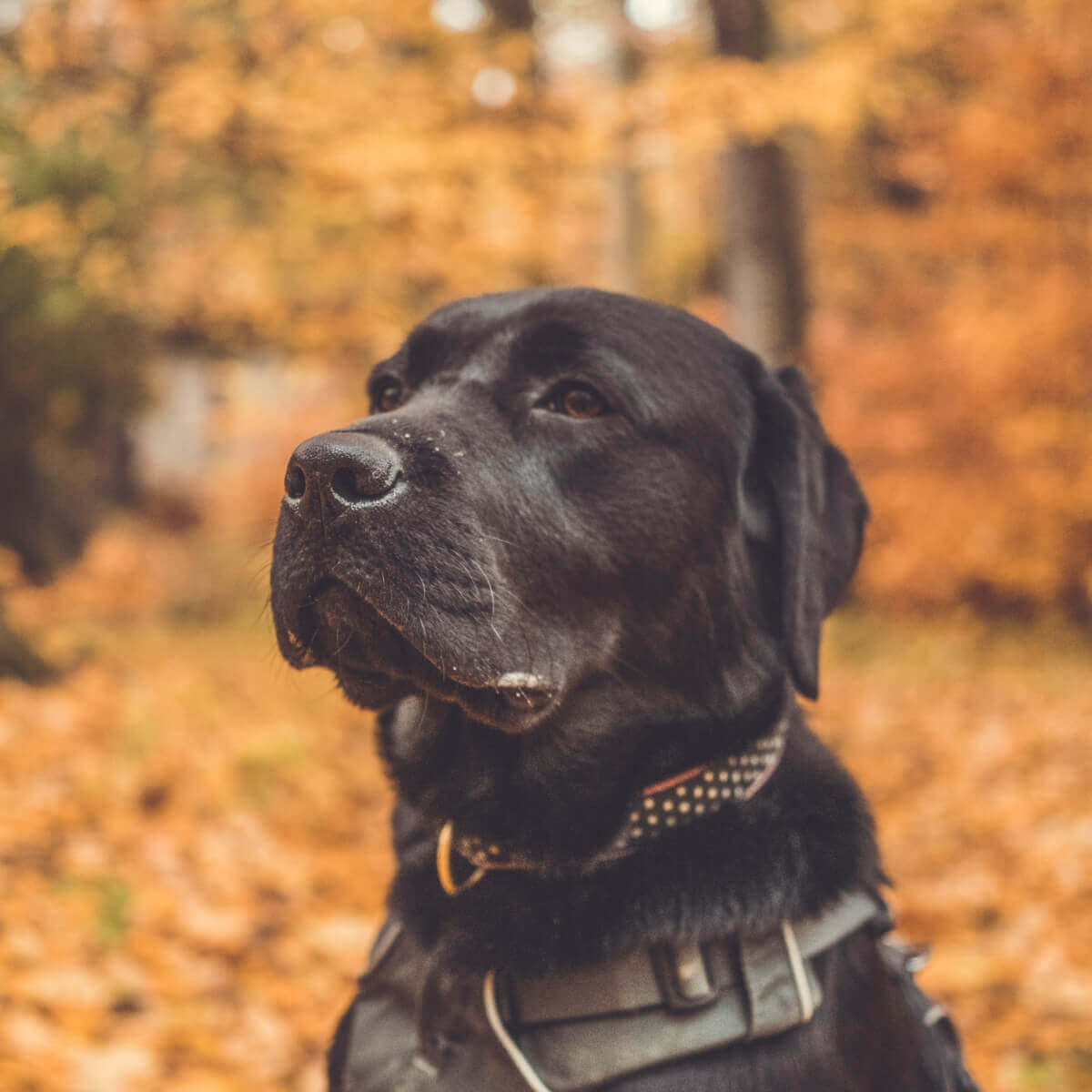 labrador najpopularniji pas