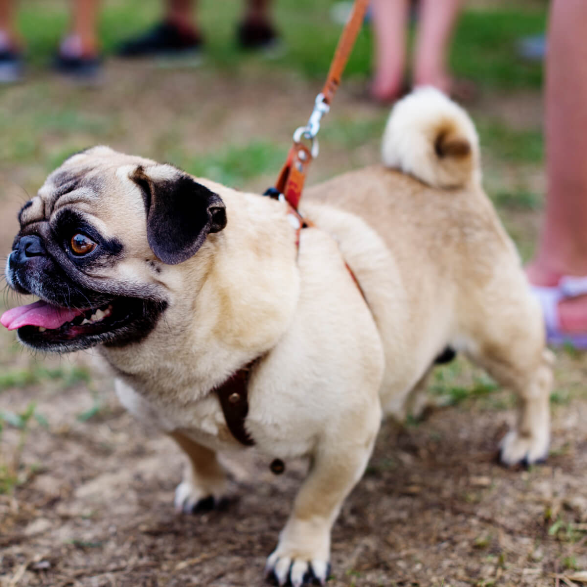 mops pas na povocu