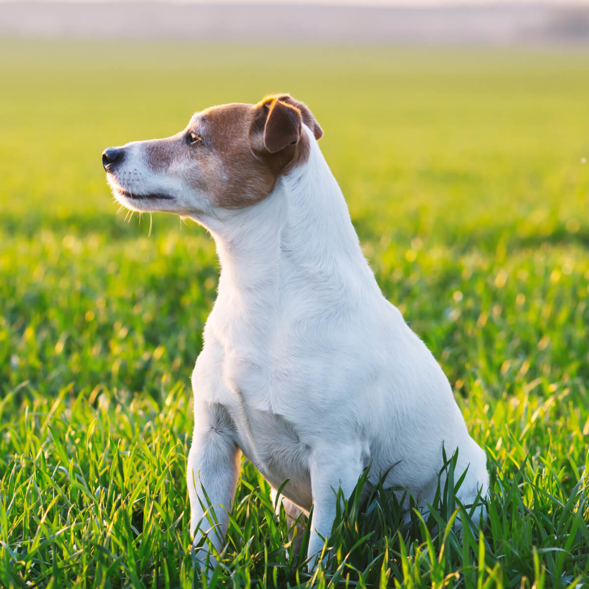 jack russel pasmina