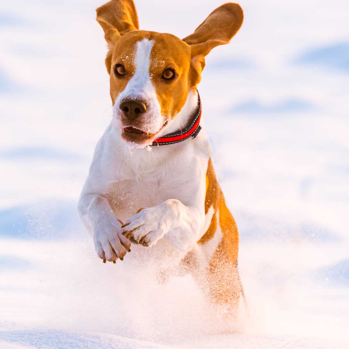pas pasmina trči jack russel