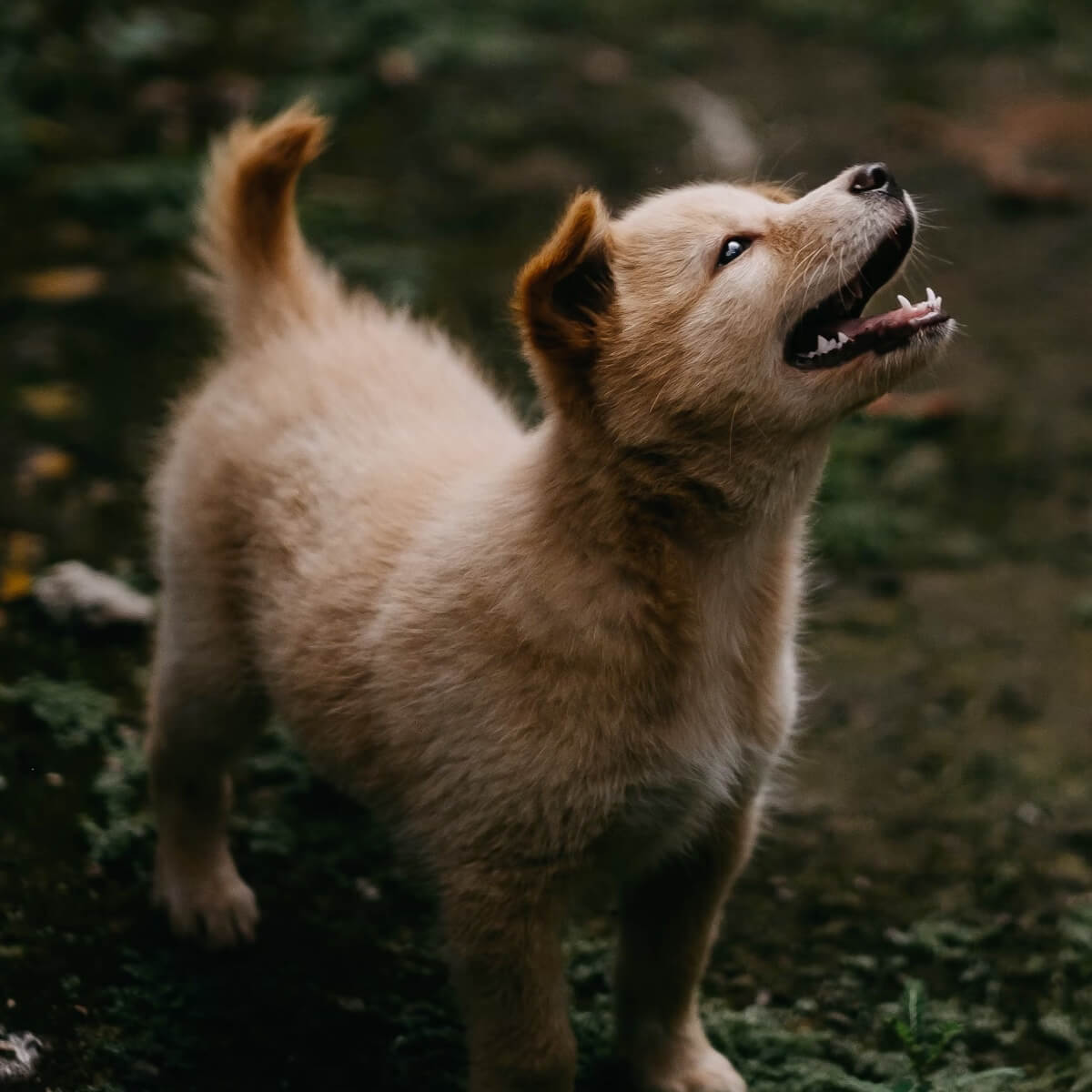 labrador trening dresura