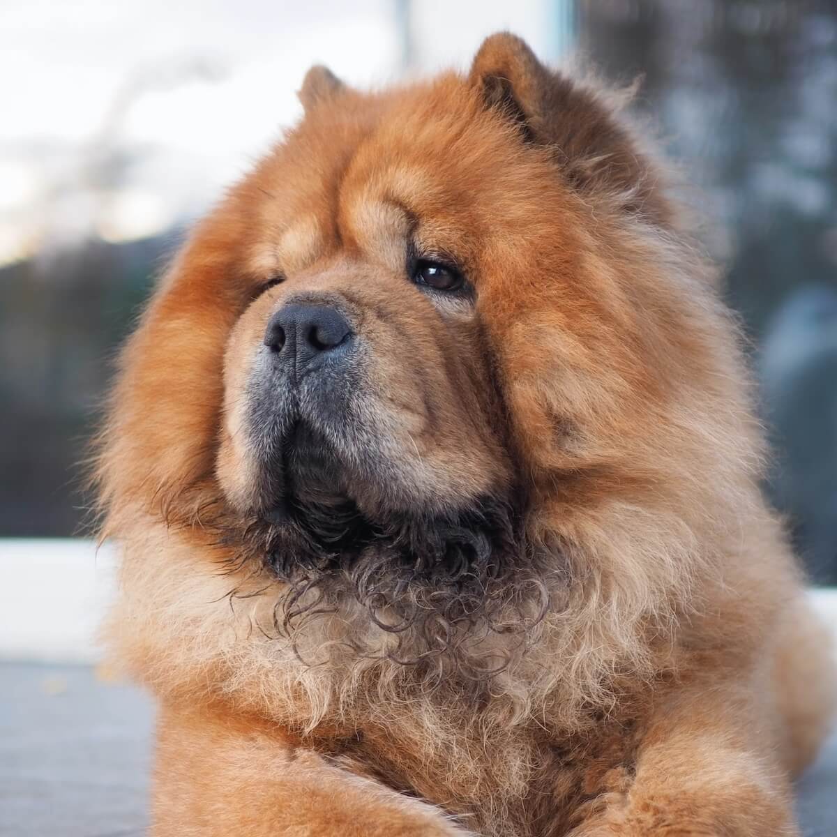 Chow Chow