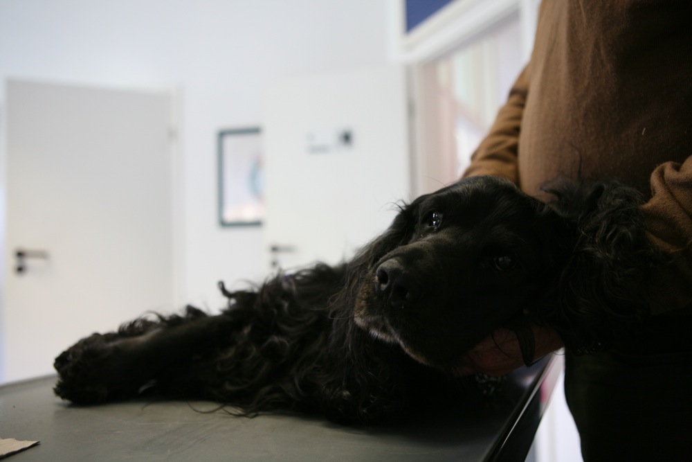 Tierarztpraxis Dr. Schwing-project-home2