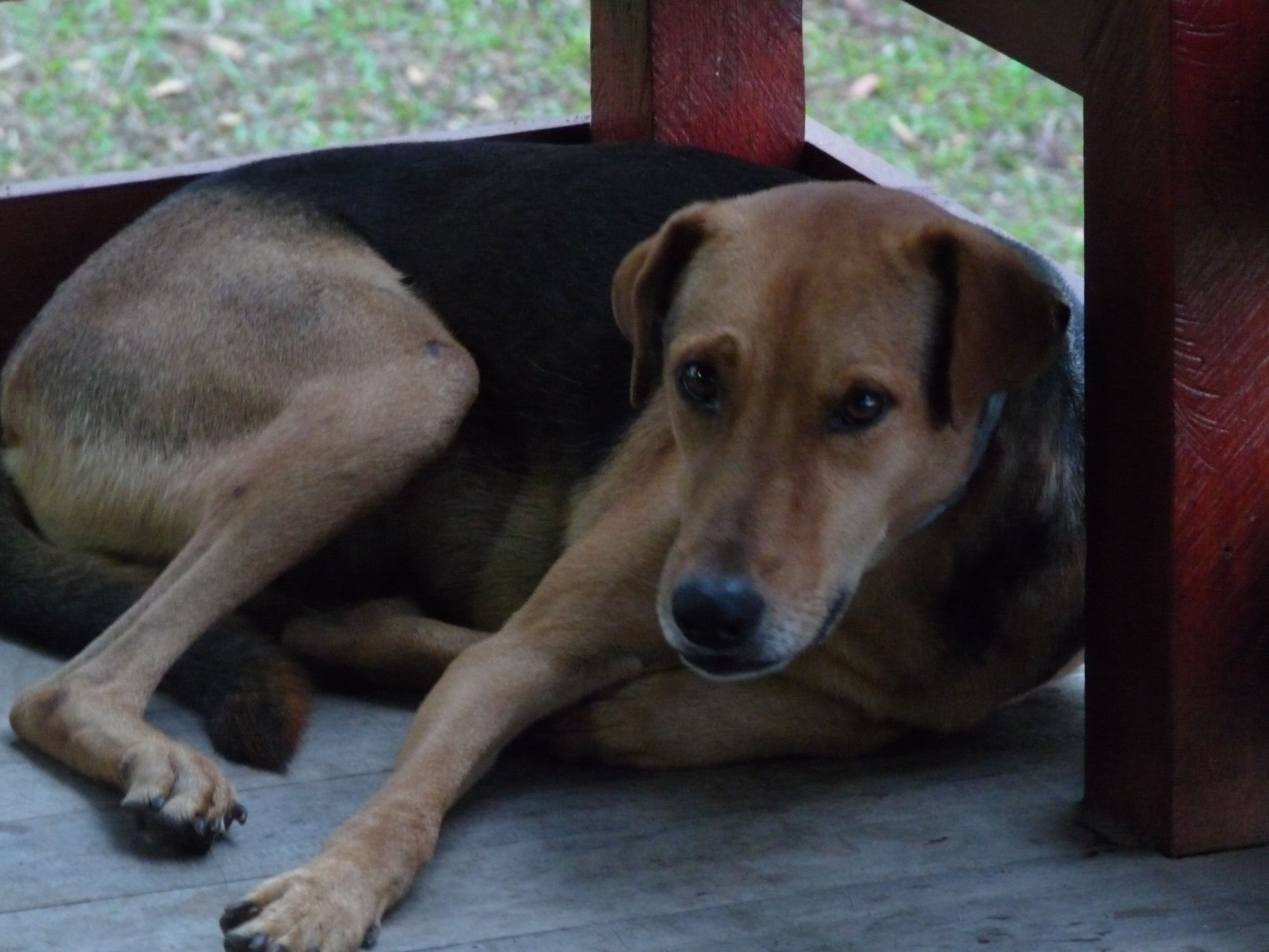 Tierarztpraxis Dr. Schwing-project3