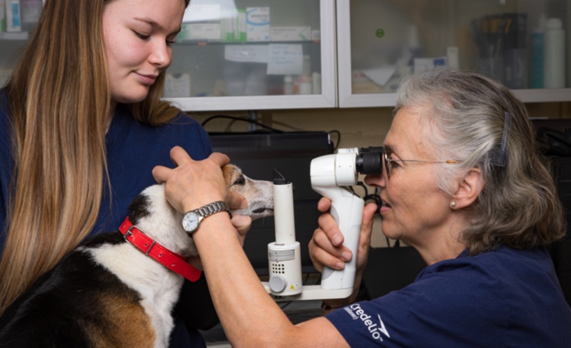 Tierarztpraxis Dr. Schwing - 7