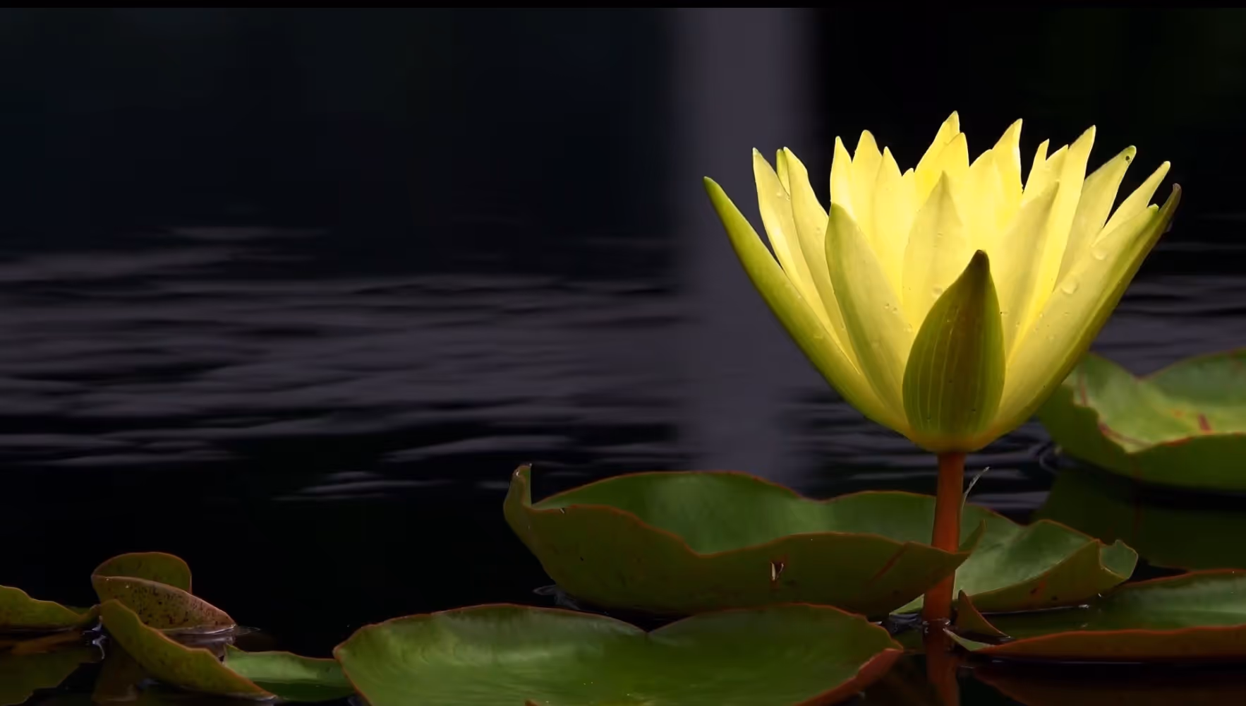 Boost your energy, optimize your day