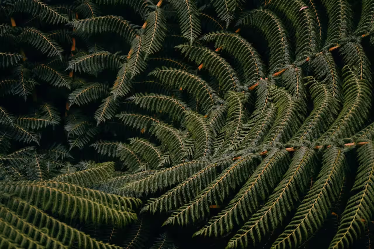 New Zealand ferns